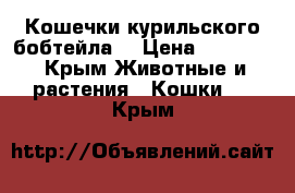 Кошечки курильского бобтейла  › Цена ­ 10 000 - Крым Животные и растения » Кошки   . Крым